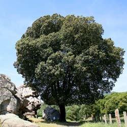 Oak, holm